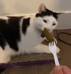 cat licking pickle on fork