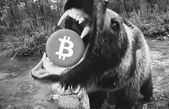 bear eating bitcoin