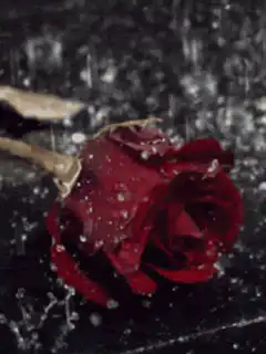 red rose in rain