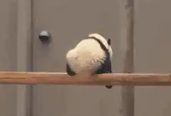 Panda falls off log