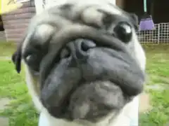 pug face close up