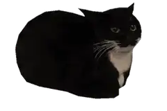 3D black and white cat spinning