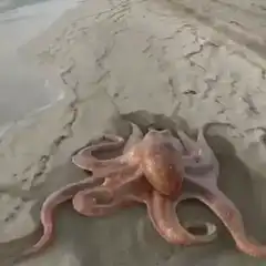 Octopus crawling on beach sand