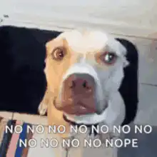 dog saying no no no