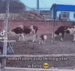 cow runs away with horses