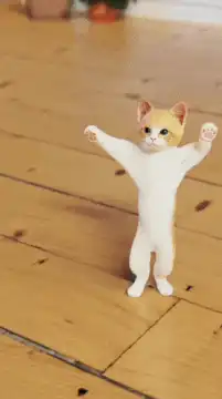 Dancing cat on wooden floor