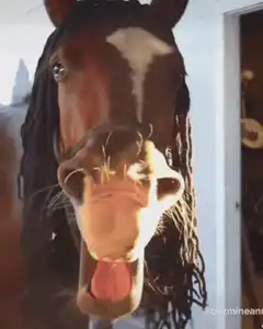 horse yawning with dreadlocks