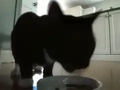 black cat eating from bowl