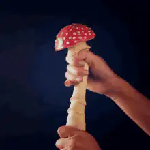 Hands twisting a large mushroom