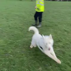 White dog running and licking camera