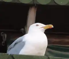 Seagull screaming in red filter