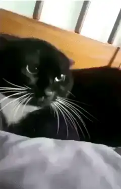 Black and white cat biting finger