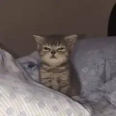 Grumpy kitten on bed