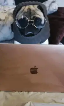 Pug in sweater and glasses on laptop