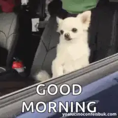 Good Morning Chihuahuas