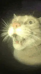 Cat with glowing cheeks