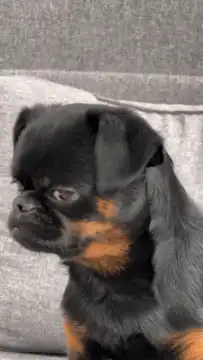Grumpy brussels griffon dog