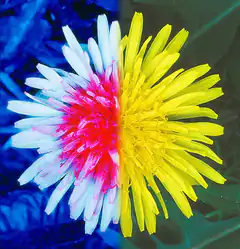Half pink half yellow flower