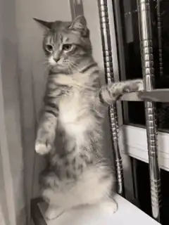 Cat doing martial arts moves