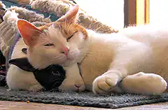 cat cuddling a rabbit