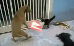 cat and dog lightsaber fight