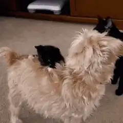 kitten rides on dog's back
