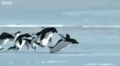 Penguins jumping over a cliff