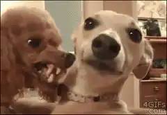 Two dogs with funny faces