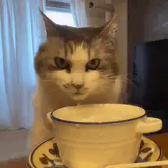Cat drinking from a cup