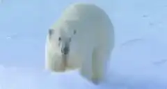 Polar bear falls in snow