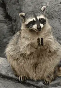 Raccoon rubbing paws together
