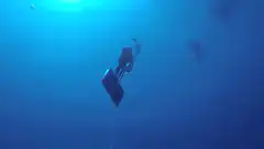 Diver holding a large fish underwater