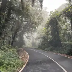 winding road through misty forest