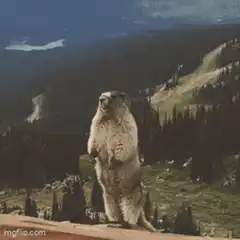 Marmot screaming SMACK IT