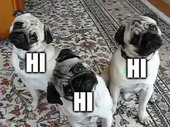 Three pugs saying hi