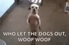 Dog standing on hind legs dancing