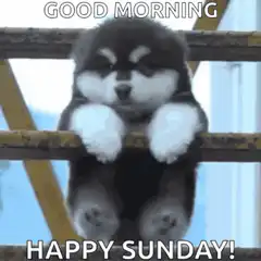 Sleepy puppy good morning happy sunday