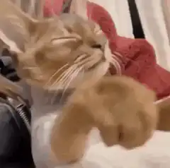 Cat slapping camera lens