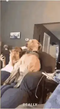 Dog holding remote with wide eyes