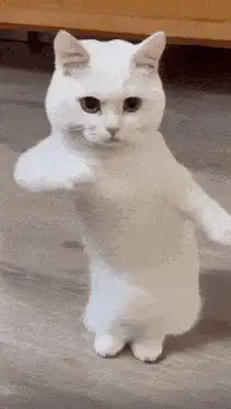 white cat dancing on hind legs