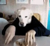 Dog eating pizza with hands