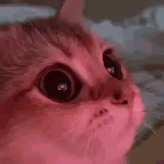 Cat with heart eyes