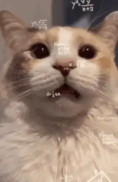 confused cat with math equations