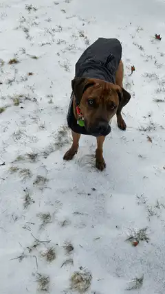 dog rolls over for belly rub