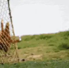 Chicken with human arms drinking