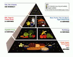 Food Pyramid Diagram