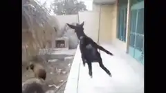 goat on a swing