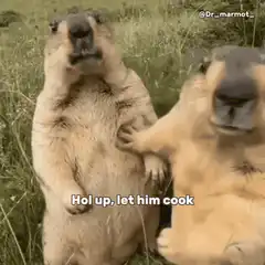 marmot lets him cook