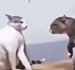Two cats fighting