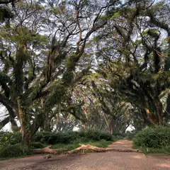 tree tunnel path